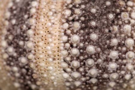 Yellow and black skeleton pattern.hin. Close up of Disambiguatio as background. Closeup background of skeletons of shellの写真素材