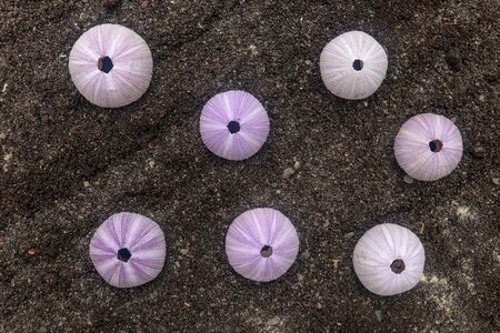 Multicolored sea urchin shells on wet black volcano sand. Variety of colorful sea urchins on the beach. Group of seashells on Echinoidea purple, orange and green, black, red, different sizes.の写真素材