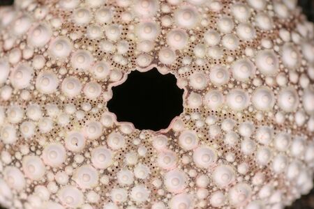 Close up of skeletons of a See urchins in shades of white and pink color. Detail of yellow colored shells on the wet sand background. Top view of Shell Phylum Echinodermata. Dried sea urchin.の写真素材