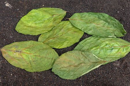 Drying green leaves on wet black volcanic sand. Patterns with leaves, tropical plants, black...
