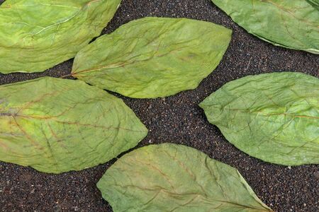 Drying green leaves on wet black volcanic sand. Patterns with leaves, tropical plants, black background, lay flat, the top view. Background texture of dry green leaves.の写真素材