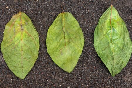 Drying green leaves on wet black volcanic sand. Patterns with leaves, tropical plants, black...