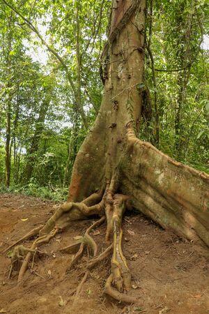 Ficus variegata is a well-distributed species of tropical fig tree. Massive tree trunk Rred Stem Fig...