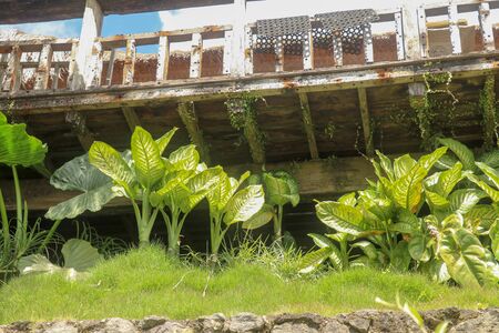 Tropical plant Dieffenbachia growing wild in the garden. Green plant in the garden. Fresh Green and White Leaf Background. Lush vegetation in the mountains on Bali island.の写真素材