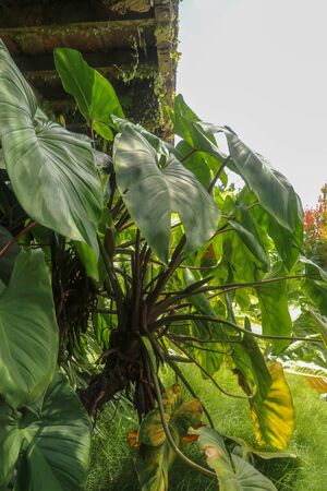 Tropical Anthurium plant growing wild in the garden. Green plant in the garden. Fresh green leaf background. Lush vegetation in mountains. Background with bottom of the terrace made of wooden beams.の写真素材