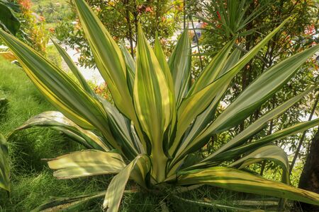 Yellow and green leaves Furcraea foetida. Beautiful flower Mauritius-hemp. Pointed leaf plants, plants to decorate the garden, botany. Beautiful Garden Landscape With Ornamental plants on Sunny dayの写真素材
