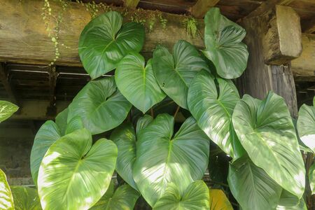 Tropical Anthurium plant growing wild in the garden. Green plant in the garden. Fresh green leaf background. Lush vegetation in mountains. Background with bottom of the terrace made of wooden beams.の写真素材