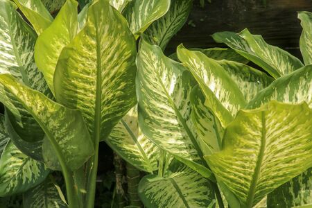 Tropical plant Dieffenbachia growing wild in the garden. Green plant in the garden. Fresh Green and White Leaf Background. Lush vegetation in the mountains on Bali island.の写真素材