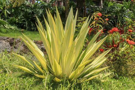 Yellow and green leaves Furcraea foetida. Beautiful flower Mauritius-hemp. Pointed leaf plants, plants to decorate the garden, botany. Beautiful Garden Landscape With Ornamental plants on Sunny dayの写真素材