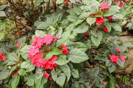 Colorful flowerbed of Busy Lizzie, scientific name Impatiens walleriana. Blossoms in pink, orange, white or red. Summer flowers Impatiens Walleriana. Red Impatience flowers in large plant, on branch.の写真素材