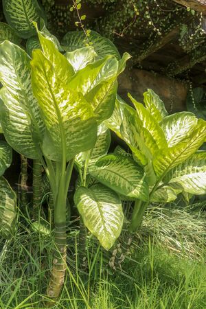 Tropical plant Dieffenbachia growing wild in the garden. Green plant in the garden. Fresh Green and White Leaf Background. Lush vegetation in the mountains on Bali island.の写真素材