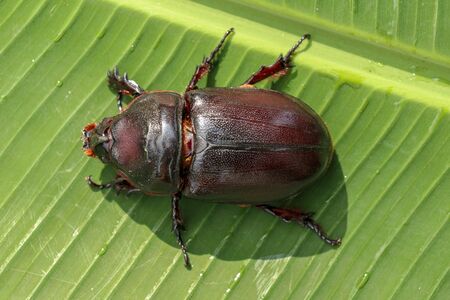 Top view of European Rhinoceros Beetle. Oryctes Nasicornis on a green leaf and flower. Macro shot of beautiful beetle in nature. Closeup shot of male Rhinoceros beetle. Amazing natural background.の写真素材