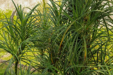 Youg plant Pandanus Tectorius, Pandanus Odoratissimus tree with natural sunlight in the morning....