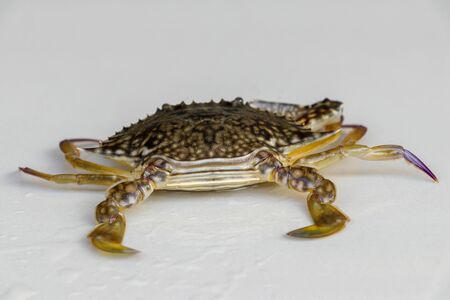 Front view of Blue manna crab, Sand crab. Flower crab. Portunus pelagicus isolated on a white...