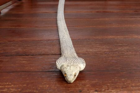 Tanned skin of Ophiophagus hannah. Close up of belt of the most venomous snake on Bali island in...