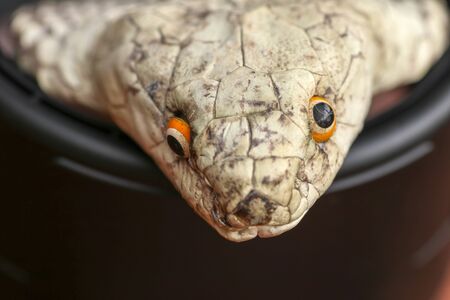 A close up head of a King Cobra. Tanned skin of Ophiophagus hannah. Belt of the most venomous snake...