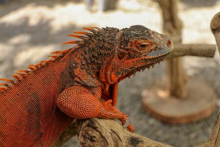 Close-up Head of Reptile. Young male Red Iguana  detail of an iguana camouflaged in nature. This type of iguana is dark red to orange. Many red iguanas are preserved in Indonesia. の写真素材