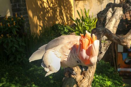 Beautiful Salmon-Crested Cockatoo sitting on dry branch at Bali bird park zoo. Moluccan Cockatoo, Cacatua Moluccensis, Adult Shouting. One of the most famous parrots of the world. Tropical background.の写真素材