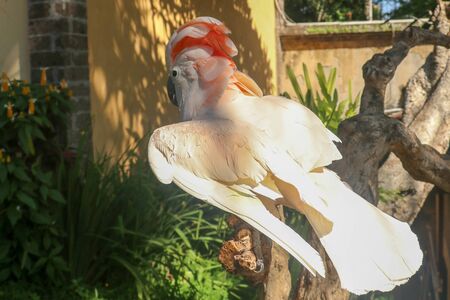 Beautiful Moluccan Cockatoo parrot sitting on a dry branch and waving its wings. Cute Salmon-Crested Cockatoo at Bali bird park zoo. One of most famous parrots of the world. Tropical travel concept.の写真素材