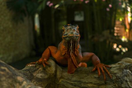 Front view of Red Iguana's head. Red Iguana climbing up a tree. Macro photo of large Iguana iguana. Red iguana Isolated on natural background. Large adult lizard. Beautiful Red Iguana, animal closeup. A subspecies of the Red Morph. Shy animal red iguana.の写真素材