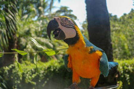 Beautiful colorful Ara Ararauna sitting on dry branch at Bali bird park zoo. Blue-and-yellow macaw...