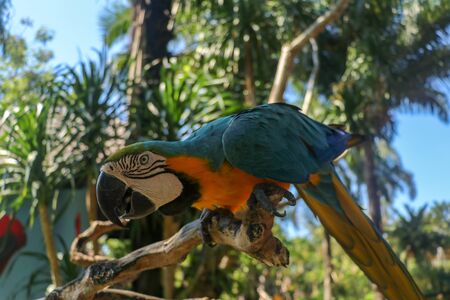 Close up portrait of blue and yellow macaw at Bali Bird Park ZOO. Blue-yellow macaw parrot portrait....