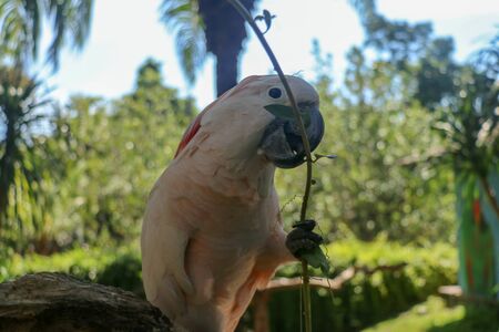 Beautiful Moluccan Cockatoo parrot sitting on dry branch at Bali bird park zoo. Salmon-Crested Cockatoo with green flower in its beak. One of the most famous parrots of the world. Tropical background.の写真素材