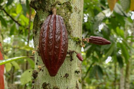 Ripe cacao fruit. Brown Cocoa pods grow on the tree. The cocoa tree (Theobroma cacao) with fruits. Close up of cacao pods growing on a trunk of their trees on a chocolate farm in Bali.の写真素材