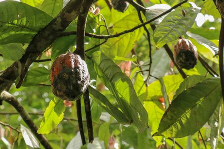 The cocoa tree with fruits. Brown Cocoa pods grow on the tree, Cacao plantation. Close up of light brown Cacao pods growing on branches and trunks of their trees on a chocolate farm in Bali, Indonesia.の写真素材