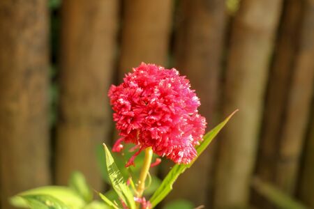 Beautiful Red cockscomb flower isolated on natural background. Close-up of a red, fluffy. Scarlet,...