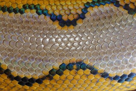Close up of snake skin texture use for background. reticulated python is non venomous snake native...