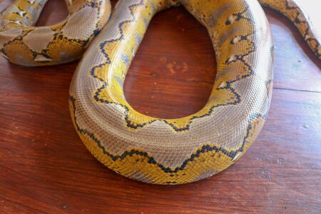 Albino reticulated python. Python snake yellow lying on the wooden table. Close up of Big Python...