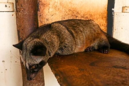 Brown female Masked Palm Civet or Asian Palm Civet resting on a board leaning against a wooden pole. Cute Paradoxurus hermaphroditus lies in a farm in Bali. Luwak Coffee is the most expensive coffee.の写真素材