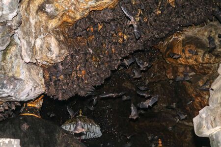 Colony of bats, hanging from the ceiling of Goa Lawah Bat Cave Temple and sleeping, Bali, Indonesia. Some bats fly under a rock overhang. Colony of bats hanging from the ceiling and are waiting dark.の写真素材