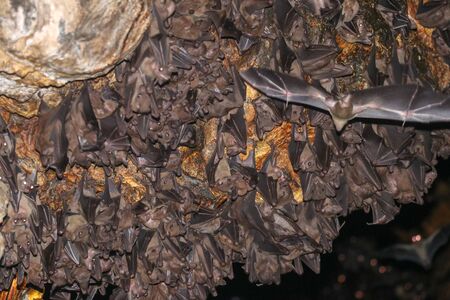 Colony of bats, hanging from the ceiling of Goa Lawah Bat Cave Temple and sleeping, Bali, Indonesia. Some bats fly under a rock overhang. Colony of bats hanging from the ceiling and are waiting dark.の写真素材