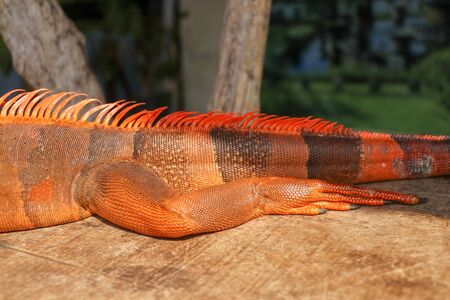 Close up on hind leg with long sharp claws of tropical reptile Red Iguana. Focus on leg with scaly skin. Skin in red, orange, yellow and blue tones. Red is a genus of herbivorous lizards.の写真素材