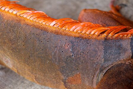 Close up of the scaly skin of a tropical reptile Red Iguana. Best and amazing background for your project. Macro photo skin of colorful exotic iguana. Skin in red, orange, yellow and blue tones.の写真素材