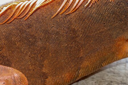 Close up of the scaly skin of a tropical reptile Red Iguana. Best and amazing background for your project. Macro photo skin of colorful exotic iguana. Skin in red, orange, yellow and blue tones.の写真素材