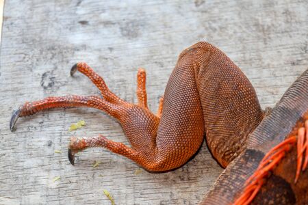 Close up on hind leg with long sharp claws of tropical reptile Red Iguana. Focus on leg with scaly skin. Skin in red, orange, yellow and blue tones. Red is a genus of herbivorous lizards.の写真素材