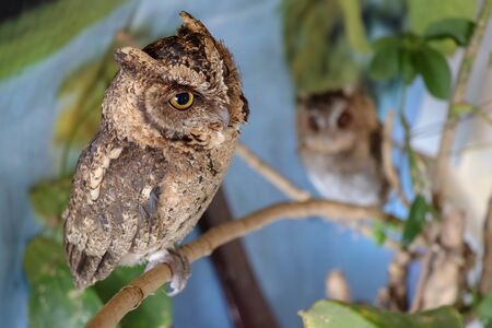 Portrait of a two cute young eagle owls. Two Owls are sitting on a branch in the tree. Surprised Long Ears owl, chicks resting on a twig in spring nature. Concept of cute baby animals.の写真素材