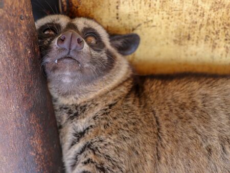 Front view to face of Masked Palm Civet. Paradoxurus hermaphroditus looks directly into the camera lens. Cute civet is resting and looking around boredly. Close up of Asian Palm Civet lying on wood.の写真素材