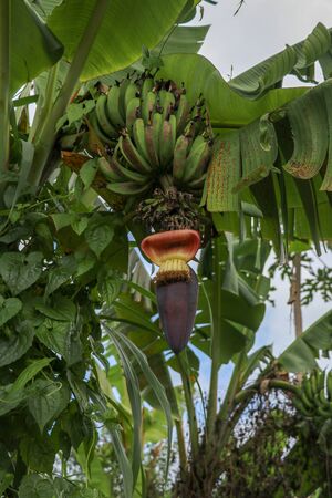 Cluster of future fruits of a banana during flowering in Jatiluwih area, Bali, Indonesia. Close up banana blossom Musa acuminata. Banana flower growing on tree...の写真素材