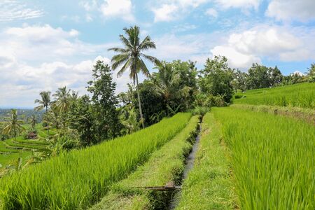 Terraced rice field in water season in Tegalalang, Bali, Indonesia.