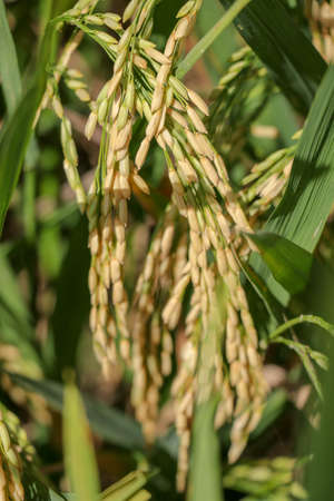 Close up ear of paddy or rice in organic field, agriculture conc