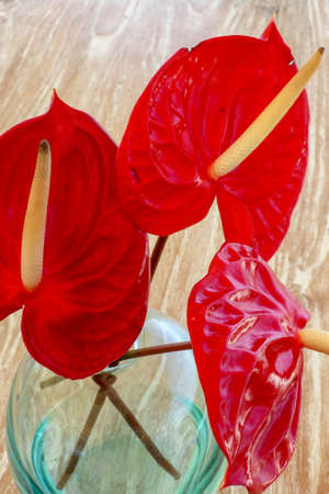 Red flamingo flowers, boy flowers in the glass vase place in the outdoor table. Red Calla.の写真素材