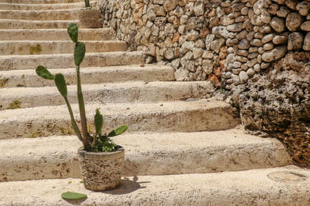 Colorful image of Cactus in pots on stone steps.