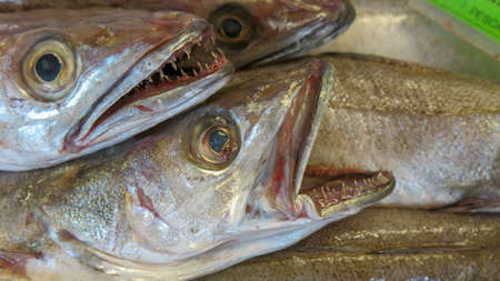 Fish Market in Menorca Mahon. Fresh fish and seafood chilled on ice.の写真素材