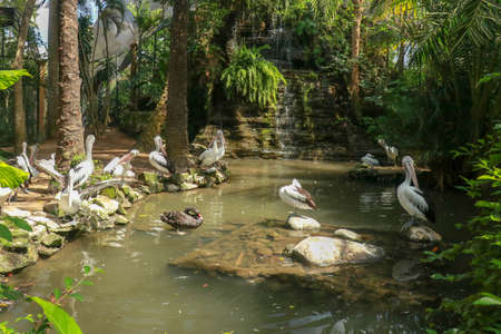 Group of Australian pelicans, Pelecanus conspicillatus, swims in the water. It is a large waterbird in the Pelecanidae family, widespread on the inland and coastal waters of Australia.の写真素材