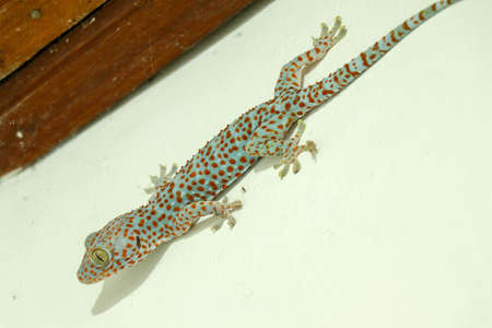 The giant Tokeh Gekko gecko. Blue Gekko gecko with orange spots.