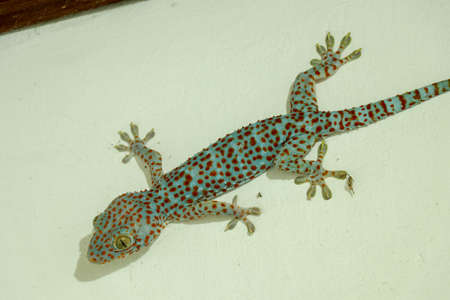 Soft selective focus tokay gecko, tucktoo on a concrete wall, grainy texture background. Large adult...
